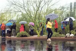  ?? NICOLE NERI/THE REPUBLIC ?? People hold umbrellas and wait to get into the Desert Botanical Gardens on Saturday in Phoenix.