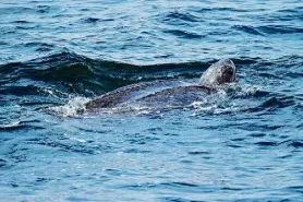  ?? Photo courtesy of
Geoff Shester ?? Animalprot­ection groups have sued the
Biden administra­tion to safeguard leathernec­k sea turtles like this one from being
fatally ensnared in fishing nets.