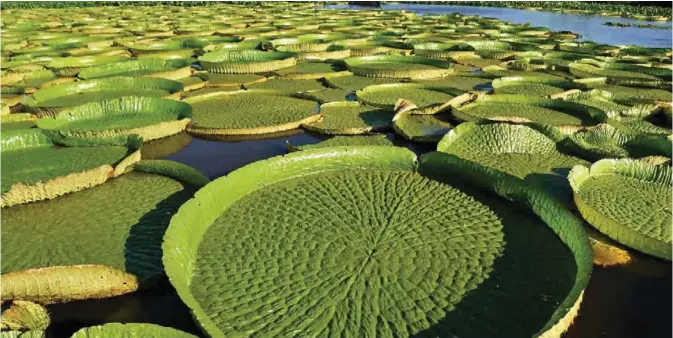  ??  ?? People take a boat to see giant water lilies (Victoria amazonica) - known as Yakare Yrupe in Guarani - which appear every three to four years in great numbers and size (more than a meter and a half in diameter), in the Paraguay River in Piquete Cue...