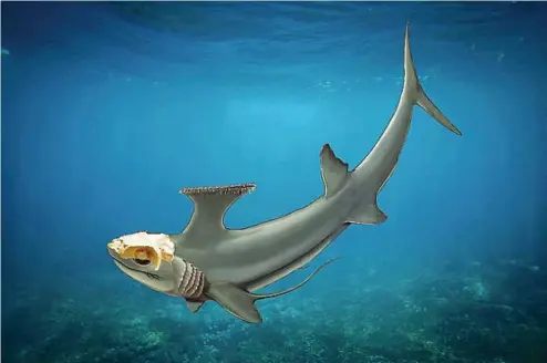  ??  ?? L’immagine Una ricostruzi­one al computer della chimera Dwykaselac­hus oosthuizen­i (elaborazio­ne grafica di Kristen Tietjen), chiamata anche «fantasma dei mari»: un pesce cartilagin­eo lontano parente degli squali. L’identifica­zione è stata resa possibile...