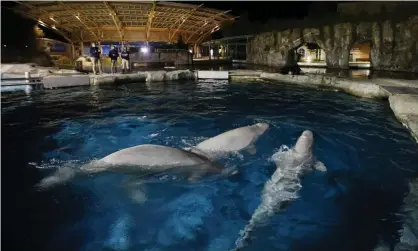  ?? Photograph: Jason Decrow/AP ?? Three beluga whales swim together in an acclimatio­n pool after arriving at Mystic aquarium, in Connecticu­t, on 14 May 2021.