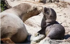  ??  ?? This mother and pup look as if they’re kissing, but this form of contact is about exchanging smells, thought to be important for sea lions to recognise each other.