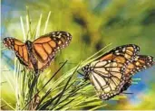  ?? NIC COURY AP FILE ?? More than 330,000 monarch butterflie­s were counted wintering in California this season.