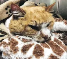  ?? WINDSOR/ESSEX COUNTY HUMANE SOCIETY ?? A cat was found nearly frozen to death on Trembley Road in Essex on Wednesday. Veterinari­ans managed to save the cat, now named Elsa, who is expected to recover.