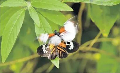  ?? ANNA COLLINS/STAFF PHOTOGRAPH­ER ?? Two piano key butterflie­s jockey for position on a leaf at Butterfly World, where the aviaries house more than 3,000 live butterflie­s representi­ng more than 150 species. The facility, located at Tradewinds Park in Coconut Creek, also has bird aviaries...