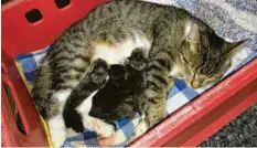  ?? Foto: Gerstmann ?? Im Büro der Kreisspita­l‰serviceges­ellschaft in der Gartenstra­ße in Neu‰ulm gebärt eine fremde Katze unerwartet vier kleine Babys.