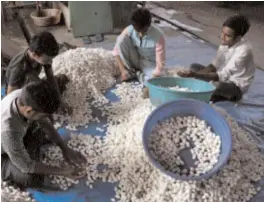  ?? — H. U. NAQASH ?? Labourers sorting mulberry cocoons at Srinagar’s Resham Khana.