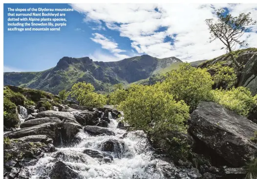  ??  ?? The slopes of the Glyderau mountains that surround Nant Bochlwyd are dotted with Alpine plants species, including the Snowdon lily, purple saxifrage and mountain sorrel