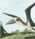  ??  ?? A new-found dinosaur was much smaller than the other pterosaurs with wing spans of 11-12 m.