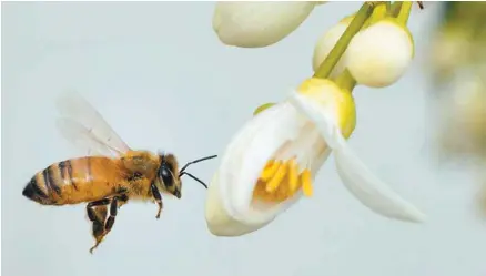  ?? JACK GUEZ AGENCE FRANCE-PRESSE ?? Les abeilles ont fait les frais de l’usage des néocotinoï­des au Québec, mais aussi ailleurs dans le monde.