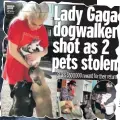  ??  ?? Lady Gaga dogwalker shot as 2 pets stolen