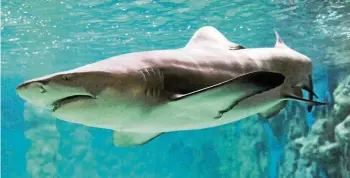  ?? ALEXANDER VOLKMANN ?? Das Meeresaqua­rium in Zella-Mehlis, in dem auch Haie zu bestaunen sind, ist nur eines von vielen Angeboten in der „Prachtregi­on“Südthüring­ens.