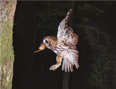  ??  ?? RIGHT A tawny owl flies to its nest with dormouse prey in Sussex. Tawnies are silent and versatile hunters INSET Tawny owl chicks around a nest site in Breckland, Norfolk