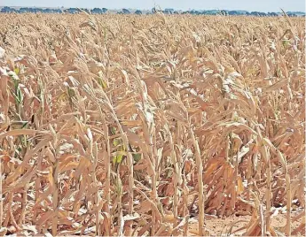  ?? African News Agency (ANA) Archives ?? A READER says drought has a devastatin­g impact on crops and livestock. |
