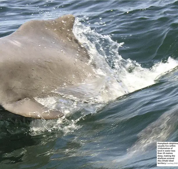  ?? Courtesy EAD ?? Humpback dolphins usually live within 3 kilometres of land in water less than 25 metres deep, making the shallows around Abu Dhabi ideal territory