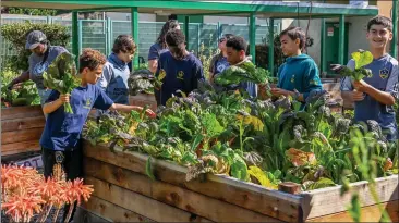  ?? PHOTOS BY GIL CASTRO-PETRES ?? ABOVE and BELOW: Volunteers and members of the L.A. Galaxy Foundation help with gardening efforts at Annalee Elementary in Carson on Wednesday as part of a Greener Goals initiative supported by Major League Soccer.