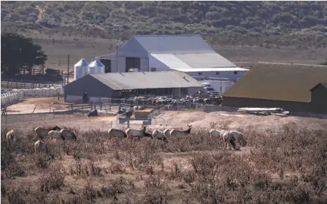  ?? Michael Macor / The Chronicle 2014 ?? A group of tule elk graze on the C Ranch, a working organic dairy whose cows share the seashore grazing land with the elk herd.