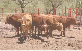  ??  ?? • Los ganaderos del Sur del Estado recibieron con agrado las lluvias, pues beneficiar­á a sus animales.