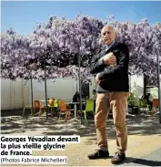  ?? (Photos Fabrice Michelier) ?? Georges Yévadian devant la plus vieille glycine de France.