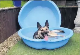  ??  ?? Submerged Two-year-old German Shepherd, Lexi, from Dunblane took a dip to cool off