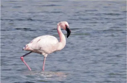  ?? Foto: Provinzver­waltung Málaga ?? Der etwas kleinere Flamingo kommt häufiger in Andalusien vor.