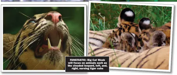  ?? ?? FANGTASTIC: Big Cat Week will focus on animals such as the clouded leopard, left, and,
right, nursing tiger cubs