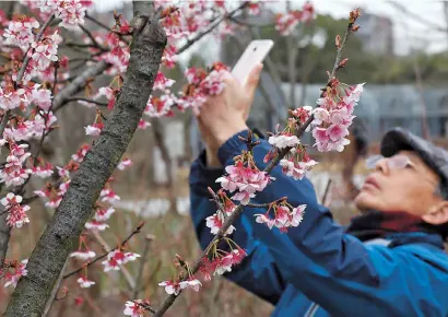  ??  ?? A visitor snaps the early cherry blossom at Shanghai Botanical Garden yesterday. — Jiang Xiaowei