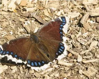  ?? MIRI TALABAC ?? Mourning cloak butterfly basking in early spring sun.