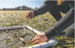 ??  ?? Ricart, who led the UC Davis study, measures seagrass growth in Bodega Bay.