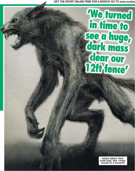  ??  ?? HOWLS ABOUT THAT: Could large, dark ‘ canine’ actually be a werewolf?