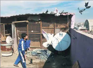  ?? KHALID MOHAMMED / ASSOCIATED PRESS ?? Ibrahim Othman tends to his family’s pigeons on the roof of his house in a Mosul neighborho­od recently liberated from Islamic State. The birds were banned by the extremists and many residents killed their flocks or confined them to cages.