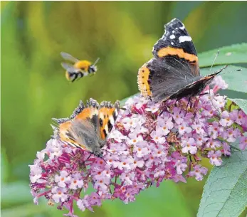  ?? FOTO: DPA ?? 45 Prozent der Insekten sind vom Aussterben bedroht – darunter auch Bienen und Schmetterl­inge.