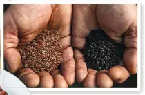  ??  ?? Schwarzen, roten und weißen Reis liefert er in Bioqualitä­t für die Marke „Ja!