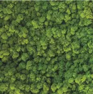  ??  ?? En esta página, nuevos materiales que ya se han convertido en productos comerciale­s: arriba, Mushroom, de Ecovative, a partir de hongos. Izquierda, los muros Evergreen están hechos de musgo islandés, que se adapta al entorno en el que se coloca actuando como esponja que absorbe la humedad.