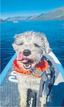  ?? ?? Paddling on Loch Earn AND licking his own nose? Gizmo has all the skills! He lives in Montrose with Eileen Barnett.