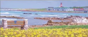  ??  ?? FLORAL FIELDS: The carpets of spring flowers trailing all the way from Caledon to Cape Agulhas captivated winner Sandy Williams.