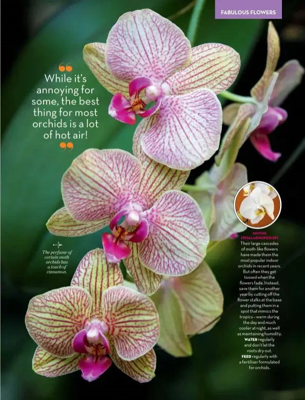  ??  ?? The perfume of certain moth orchids has a touch of cinnamon.