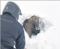  ?? 5)& $"/"%*"/ 13&44 )0ű+0/"5)"/ "/45&: ?? Snowmobile­r Tyrone Owens works to free a moose trapped by deep snow near Deer Lake, N.L. on Saturday Dec. 30, 2017.