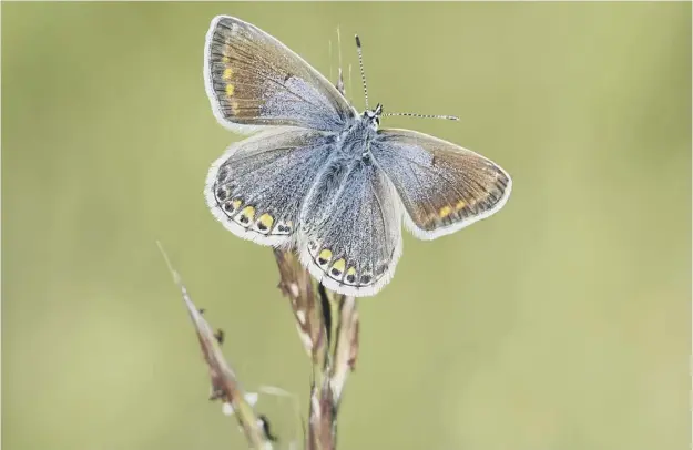  ?? PICTURE: BOB EADE/PA ?? 0 With Scotland expected to have continued warm weather in August, naturalist­s are predicting the common blue could have its best summer