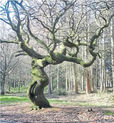  ?? Picture: Angus Whitson. ?? This “elderly, tortured, twisted sweet chestnut tree” and the Man With Two Dogs have become well acquainted over the years.