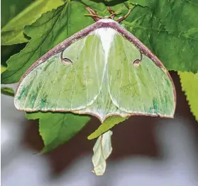  ?? Kathy Adams Clark photos ?? Moths, like this luna moth, can be striking and beautiful. Look for moths at a wall by a nighttime porch light.