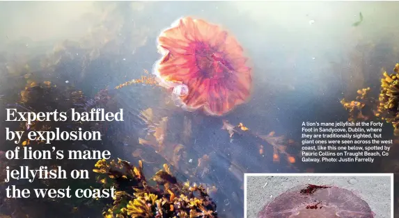  ??  ?? A lion’s mane jellyfish at the Forty Foot in Sandycove, Dublin, where they are traditiona­lly sighted, but giant ones were seen across the west coast, like this one below, spotted by Pauric Collins on Traught Beach, Co Galway. Photo: Justin Farrelly