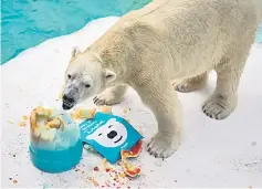  ??  ?? File photo shows Inuka eating his agar-agar birthday cake which was designed to be easier on his teeth at the Singapore Zoo. — AFP photo