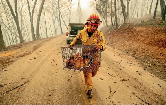  ?? AP ?? Captain Steve Millosovic­h carries a cage of cats to safety while battling the Camp Fire in Big Bend, California.