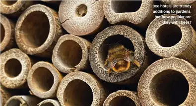  ?? ?? Bee hotels are trendy additions to gardens, but how popular are they with bees?