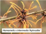  ?? ?? Hamamelis x intermedia ‘Aphrodite’