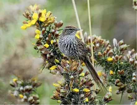  ??  ?? Shhhh: A rarely-seen fernbird.