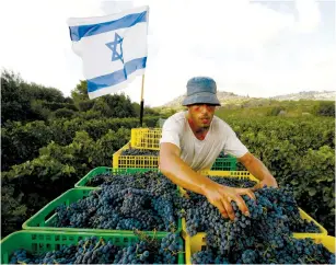  ?? (Baz Ratner/Reuters) ?? A WORKER puts grapes into a crate in one of the vineyards at Kibbutz Tzuba near Jerusalem.