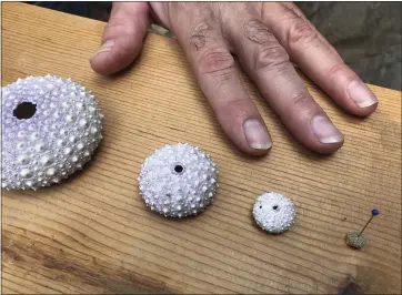  ?? GILLIAN FLACCUS — THE ASSOCIATED PRESS ?? Steven Rumrill, lead shellfish expert with the Oregon Department of Fish and Wildlife, places his hand next to shells of red sea urchins at various stages of developmen­t to show a size comparison at the Marine Hatfield Science Center in Newport, Ore.