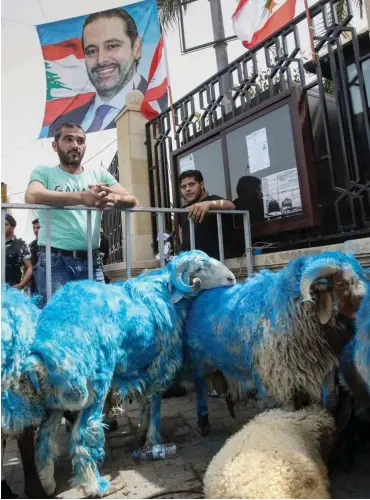  ?? Foto: AFP/Mahmoud Zayyat ?? Auch Schafe machen Wahlkampf, in der Farbe der Zukunftspa­rtei von Ministerpr­äsident Saad Hariri.